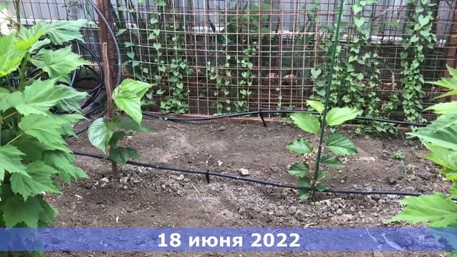 Шелковица, сорт Шелли: проверяем достоверность сорта