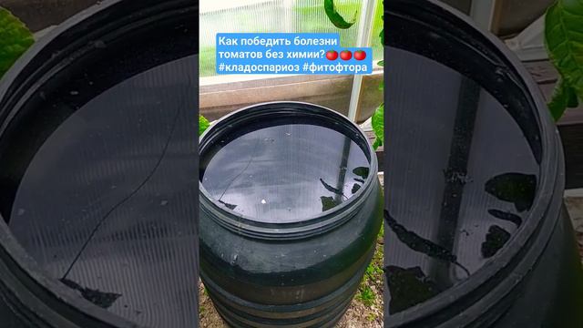 Как победить болезни томатов без химии? #кладоспариоз #фитофтора #болезнипомидор #болезнитоматов смотреть онлайн