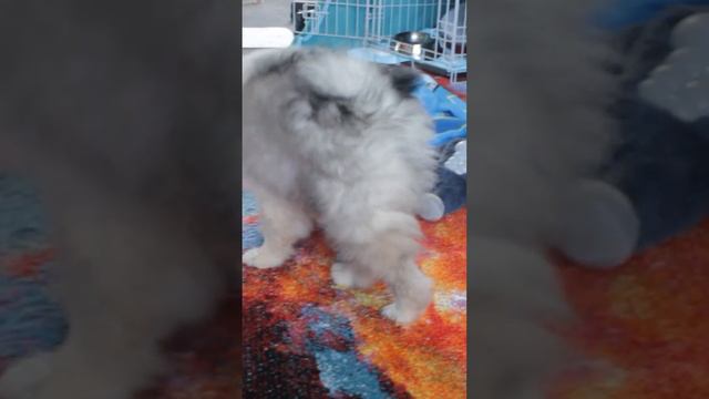 Looey the Keeshond Fights A Rope Monster! #cute #puppy #cutepuppy #cutepets #keeshond  #babydog