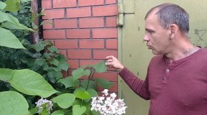 Катальпа Прекрасная ( Catalpa speciosa ) Южный Урал