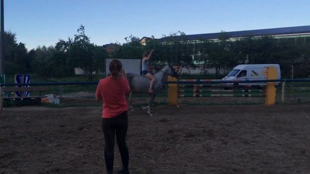 Галоп на арабском жеребце без седла (Gallop on arabian horse without saddle)