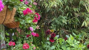 Пеларгонии, Георгины в моем саду. Pelargonium, my Dahlia seedlings in my garden in London!!