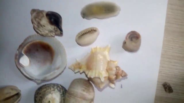 Мои ракушки с моря|колекцыя ракушак #хомки
