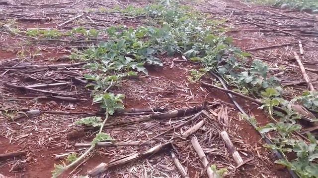 Холодок на Бразильской земле удался!? смотреть онлайн