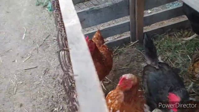 каждый день всё больше яиц❗повысила яйценоскость кур❗ смотреть онлайн