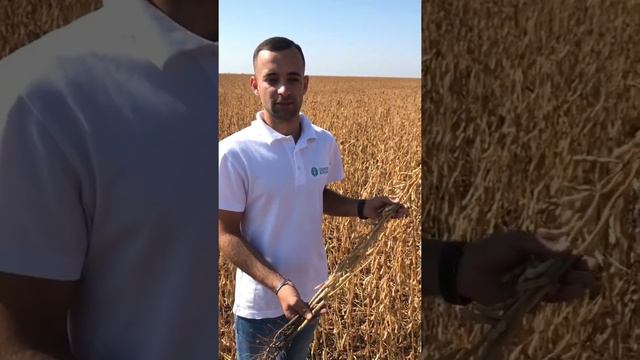 Изидор Адыгея