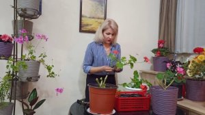 Как сохранить пеларгонию, герань зимой