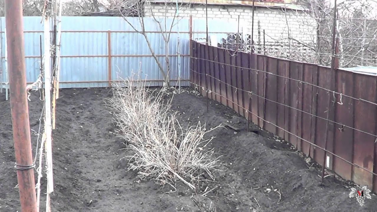 Виноградник после укрытия землёй