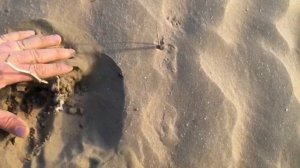 Опустынивание