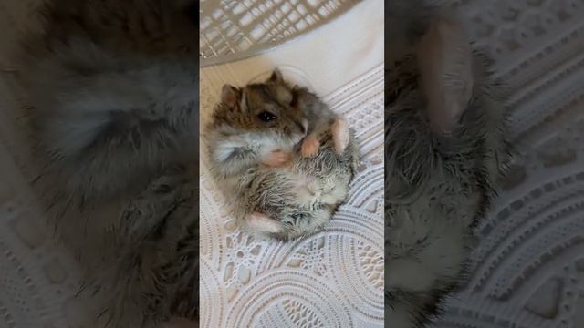 Смешные видео # хомяк умывается #любимый Грызуля #hamster