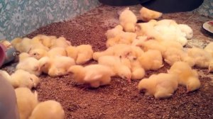 Цыплята бройлеры 4 дня. Спят. Chickens 4 days old, speeping.