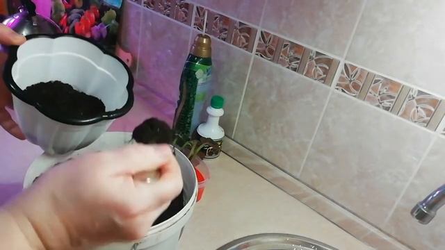 Что делать, если вытянулась глоксиния