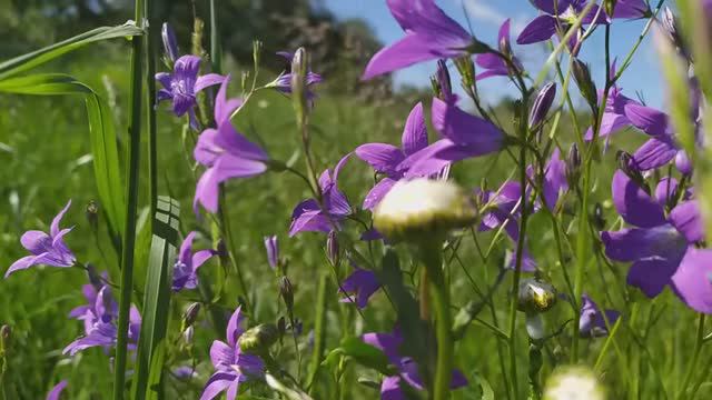 18.6.22 Колокольчики