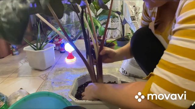 Пересадка комнатных растений/Алоказия/Филодендрон смотреть онлайн