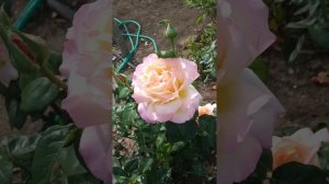 Чайно-гибридная роза Глория дей. Сентябрь 2022г.