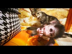 Марсель и Люся МЕНЯЮТСЯ ЕДОЙ! Люся ради нарядов становится даже НА НОЖКИ!