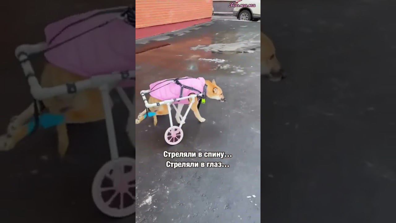 Один глаз и инвалидная коляска, это все что осталось у собаки Лисички