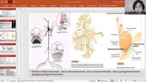 Синапсы, типы нервных волокон