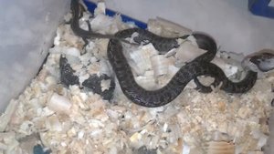 Кормление маленького узорчатого полоза (первая охота)