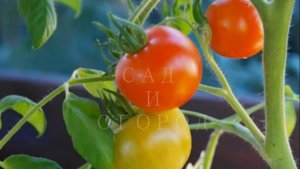 Подкормка томатов в период плодоношения - Mistakes in caring for tomatoes,tomatoes