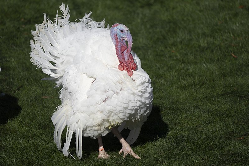 Байден помиловал двух индеек / События на ТВЦ