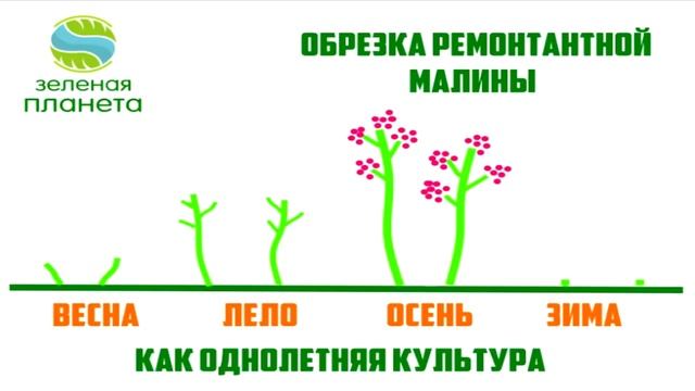 Купила ремонтантную. Отличие ремонтантной малины от обычной.