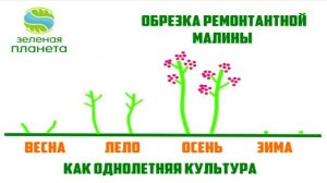 Правила обрезки-формировки ремонтантной и обычной малины