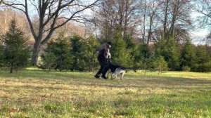 ВЕО ВЕРНЫЙ ДРУГ РУДОЛЬФ | Защита | ЗКС