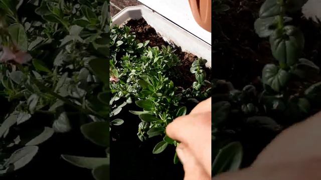 Калибрахоа - надо ли прищипывать? смотреть онлайн