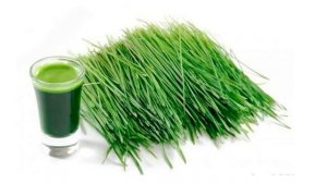 Ростки овса.  Чем полезны ростки овса