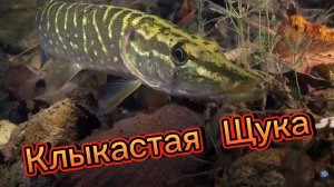 Клыкастая Щука #рыбалка #2024 #fishing #top #щука