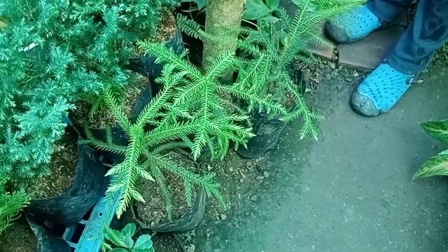 SUPER SALE SULIT NA TIYAK BABALIKAN MO!!! /WOW SILVER SWORD PHILODENDRON ₱150 ONLY😍 смотреть онлайн