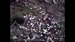 Грибы рядовки. Рядовка фиолетовая. Рядовка дымчатая.