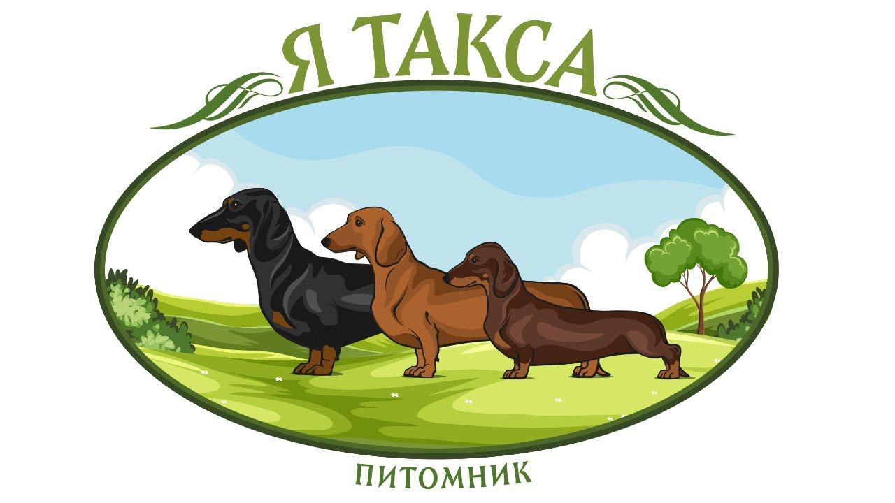 Я Такса Щенки таксы онлайн смотреть онлайн