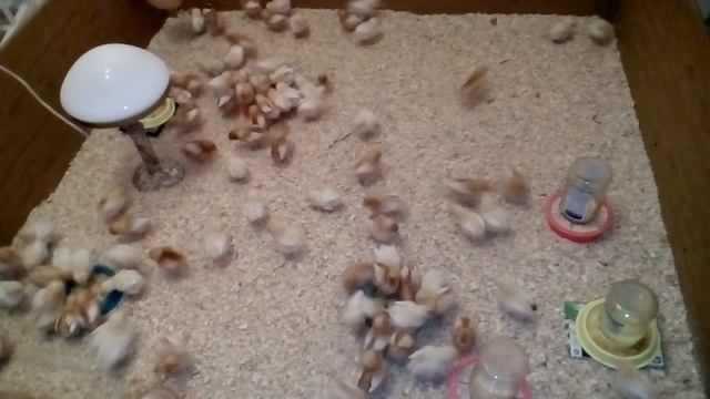 Цыплята Браун Ник - 2 недели смотреть онлайн