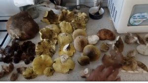 Масленок гигант: большой гриб в нашем лукошке! 27 сентября 2021 года.