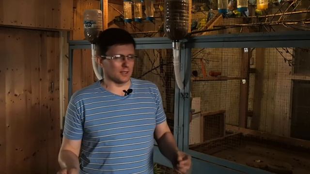 Заработок на волнистых попугаях. Сколько можно заработать?Уникальный вольер!