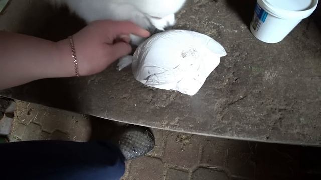 Пироги от бабы Люси. Кура гриль. Где доимся, там и кормимся. Купила побелку. Помидоры в парнике. смотреть онлайн