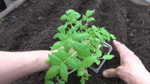 Томаты в школку на доращивание(Архив 2018 г. ).