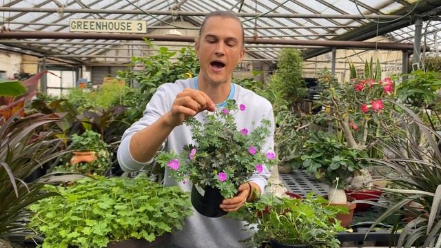 Hardy Geranium: How to Get More Flowers & ReBlooming смотреть онлайн