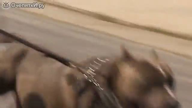 Животные, спасшие людей от гибели смотреть онлайн