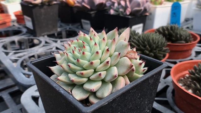 Succulent Plant 多肉植物觀察 紅爪玫瑰 смотреть онлайн