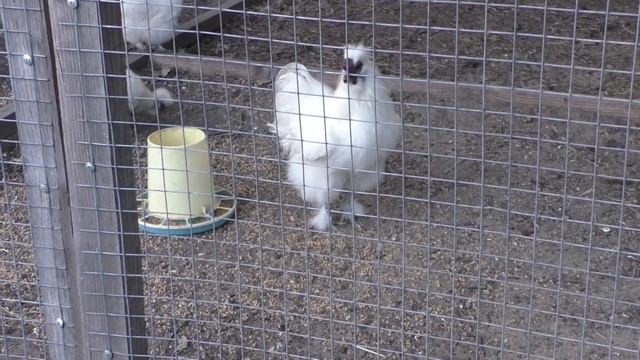 Частный мини зоопарк смотреть онлайн