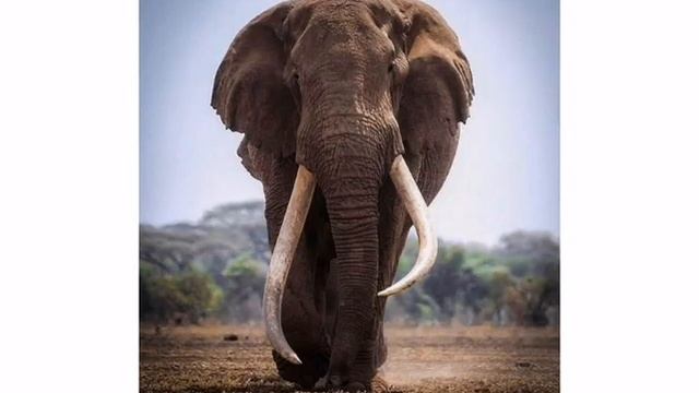 Познание мира: Какие животные помогают человеку смотреть онлайн