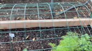 The Vegetable Garden in October