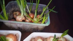 Лук на перо (зелень) ,очень быстрый способ