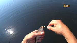 ЛЕЩ на бортовую удочку. Рыбалка с тестем.