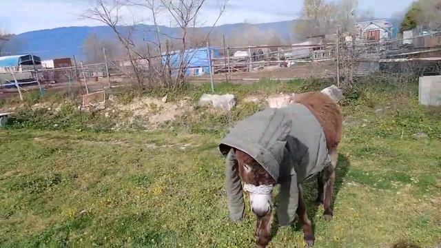 ОСЁЛ В ПАЛЬТО сегодня ОСЕЛ меня очень насмешил смотреть онлайн