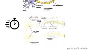 Потенциал действия Миелиновые и безмиелиновые нейроны