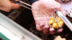 Japanese Street Food - OSAKA SEAFOOD Giant Scallops, Oysters, Sea Urchin Japan